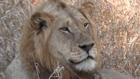 Close-up-of-a-male-lion's-face-as-he-watches-something-off-camera