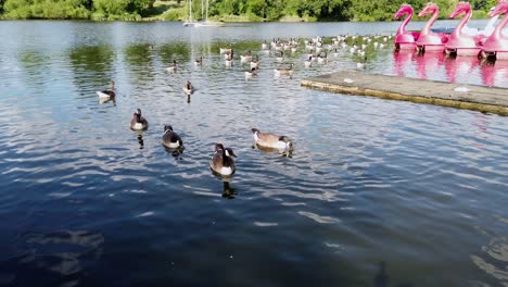 A-flock-of-Canada-Geese,-Branta-canadensis-are-wading-in-a-lake-in-the-middle-of-Mote-Park,-located-at-Maidstone,-in-Kent,-United-Kingdom