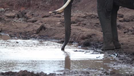 Afrikanischer-Elefantenrüssel-Saugt-Wasser-In-Einem-Teich-Auf
