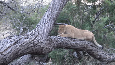 A-lion-cub-perched-on-a-tree-stump,-resting-and-sharpening-its-claws