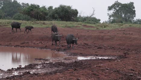 African-Buffalos-Walking-Towards-Water-Hole-In-Aberdare-Range,-Kenya---Wide-Shot