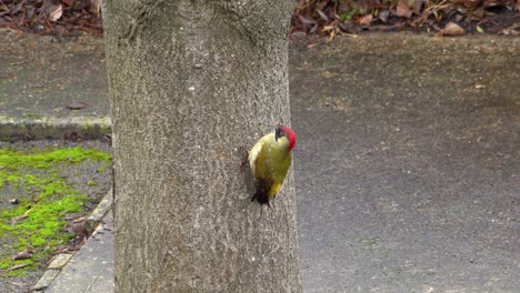 A-European-Green-Woodpecker-with-its-distinctive-bright-red-crown,-clutches-to-the-trunk-of-a-tree-while-keeping-an-eye-on-its-surroundings