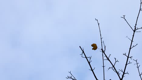 Lone-brown-maple-leaf-remain-on-tree-branch,-white-cloud-windy-fall-day