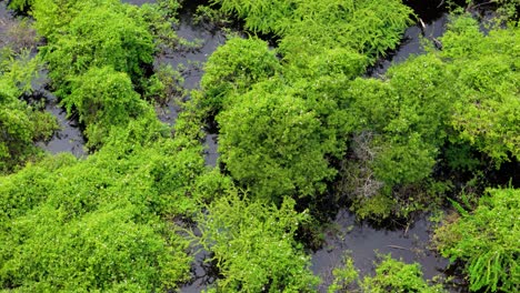 Sunlight-glistens-on-water-in-dense-mangrove-forest-sprawling-in-Caribbean-reservoir