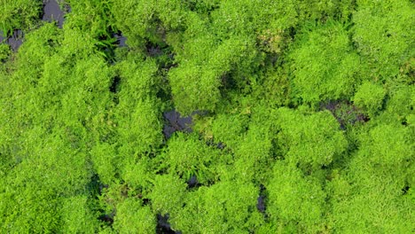 Drone-top-down-rotating-view-above-mangrove-jungle-forest-in-water