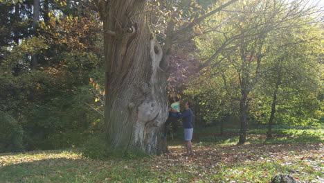 Couple-enjoying-nature,-young-man-helping-a-girl-to-climb-an-old-tree,-handheld