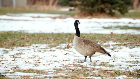 A-profile-full-shot-of-a-single-Canadian-Goose-standing-in-a-park-with-snow-and-fall-leaves