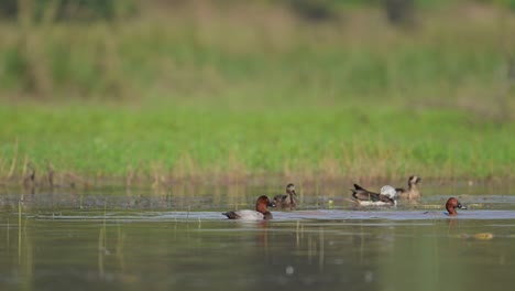 Common-pochard-and-Comb-Duck-in-Wetland