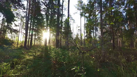 Eine-Sanfte-Aufnahme-Der-Glühenden-Sonne,-Die-Ihre-Strahlen-In-Den-Wald-Und-Auf-Die-Pflanzen-Wirft