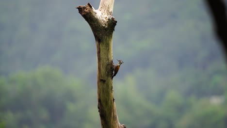Ein-Weiblicher-Flameback-Vogel-Oder-Dinopium-Javanense-Vogel-überprüft-Ihr-Nest-In-Einem-Trockenen-Baumloch