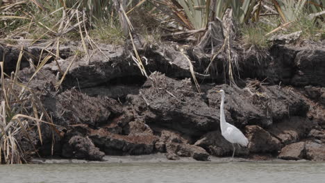 White-Heron-In-Okarito-Lagoon-In-New-Zealand---Wide-Shot
