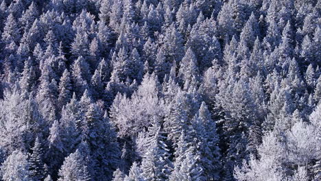 Cold-December-Christmas-Xmas-frosty-frosted-aspen-pine-conifer-trees-forest-first-snow-aerial-slow-drone-ice-bluebird-snow-melting-Evergreen-Colorado-Rocky-Mountain-nature-scene-upward-motion