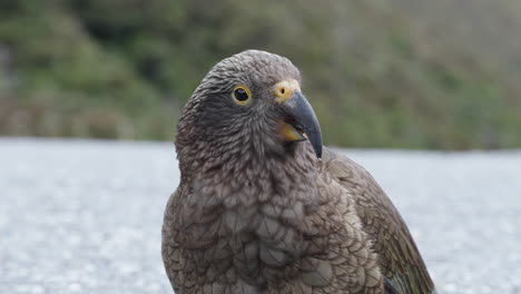 Kea-Parrot-In-Arthurs-Pass,-New-Zealand---Close-Up