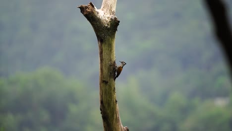 Der-Weibliche-Flammenrückenvogel-Oder-Dinopium-Javanense-Steht-Vor-Dem-Trockenen-Baumloch,-In-Dem-Er-Nistet