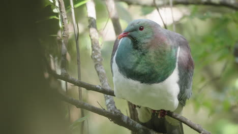Kereru-Wood-Pigeon-Bird-Perching-On-Tree-Branch-In-Wellington,-New-Zealand---Close-Up