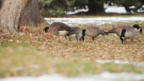Canadian-goose-gets-territorial-in-a-park-when-another-in-the-flock-gets-too-close