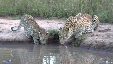Eine-Leopardin-Und-Ihr-Junges-Stillen-Ihren-Durst-An-Einer-Wasserstelle
