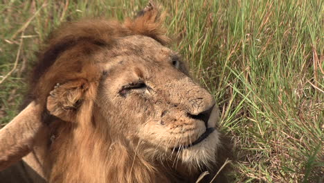 Close-up-of-a-lion-scratching-its-head-and-shaking-out-its-manes