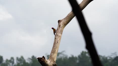 a-male-woodpecker-bird-is-perched-on-a-tall-tree-branch