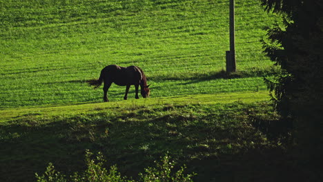 Eine-Standbildaufnahme-Eines-Fruchtbaren-Pferdes,-Das-Auf-Den-Grünen-Wiesen-Weidet-Und-Sich-Friedlich-Bewegt