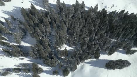 Overhead-drone-shot-of-a-cluster-of-evergreen-trees-and-a-snowy-slope-where-tourists-go-skiing-and-cable-riding-in-Engelberg,-in-Switzerland