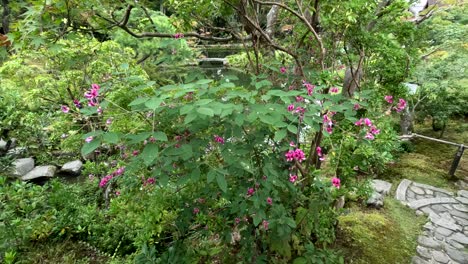 Wunderschöne-Rosa-Blüten