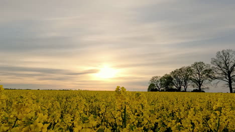 Ein-Schwenk-Der-In-Den-Wolken-Leuchtenden-Sonne-Bei-Einer-Gelben-Blumenzucht