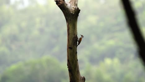 Un-Pájaro-Carpintero-Hembra-Está-Monitoreando-El-Agujero-Del-Nido-En-La-Rama-De-Un-árbol