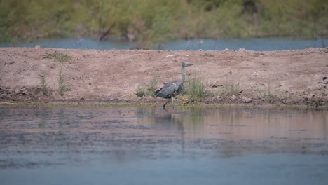 Juvenile-grey-heron-bird-wading-in-still-wetland-along-shore,-Camargue