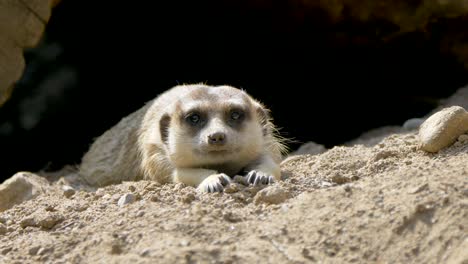 Close-up-shot-of-cute-young-meerkat-lying-on-sand-in-nature-during-sunlight