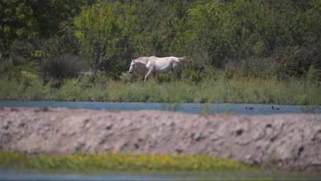 Beautiful-graceful-wild-horse-grazing-on-grassy-shore-of-river-wetland