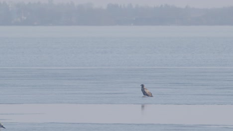 White-tailed-eagle-sitting-on-frozen-lake-thin-ice-in-early-spring