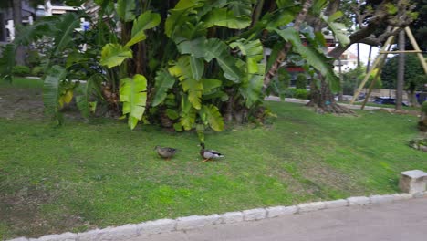 Patos-De-La-Ciudad-En-El-Centro-Del-Parque-De-Mónaco