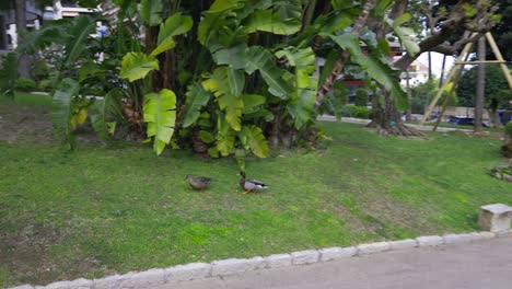 City-ducks-in-the-center-of-Monaco's-park