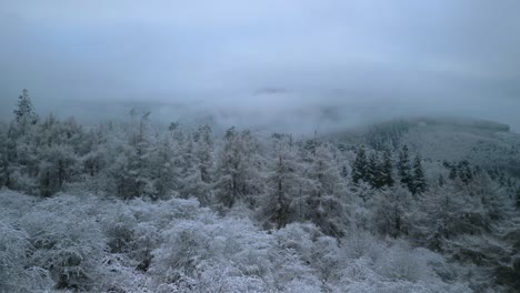 Frost-Und-Schnee-Bedeckten-Kiefern-Im-Nebligen-Wald-Im-Morgengrauen,-Whinlatter-Forest,-Englischer-Seenbezirk,-Cumbria,-Großbritannien