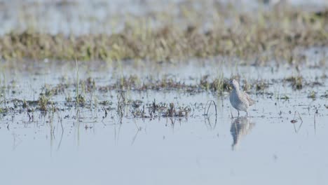 Common-greenshank-feeding-in-wetlands-flooded-meadow-during-spring-migration