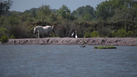 Wild-horses-coming-to-river-shore-to-drink,-startled-egret-flying-away
