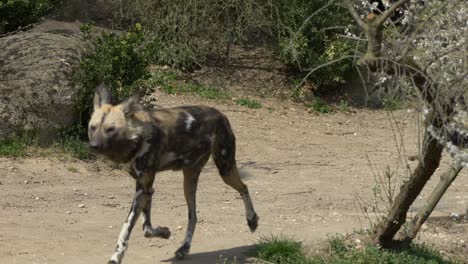 Group-of-african-wild-dog-walking-on-sandy-path-in-nature-during-sunny-day,-slow-motion