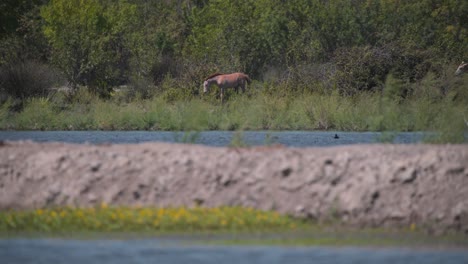 Kastanienbraunes-Wildpferd,-Das-Am-Ufer-Des-Buschigen-Flussfeuchtgebiets,-Frankreich,-Spaziert