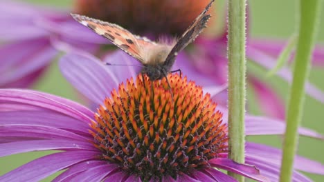 Nahaufnahme-Eines-Schmetterlings,-Der-Nektar-In-Violetten-Und-Orangefarbenen-Blüten-Saugt