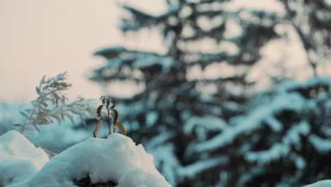 Filmische-Mittlere-Aufnahme-Von-Gefrorenen-Braunen-Blättern-Und-Schneebedeckten-Kiefern-An-Einem-Kalten-Wintermorgen-In-Der-Natur-Während-Eines-Sonnenaufgangs