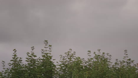 Graue-Wolken-Ziehen-über-Grünen-Bäumen