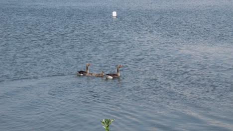 family-of-four-Wild-geese-at-lake-Jezioro-Duże-Żnińskie-in-Żnin,-Poland