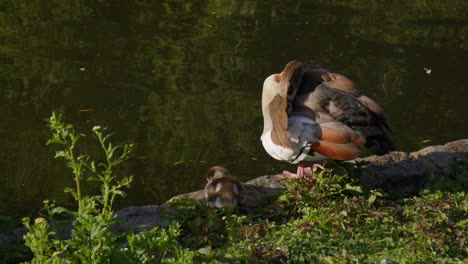Egyptian-Goose-Preening-Feather-And-Gosling-In-St-James's-Park,-London,-UK