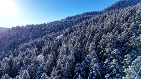 Aerial-low-fly-view-over-snowcapped-winter-forest-trees-and-blue-sky-in-Vosges-mountains-4K