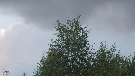 Gray-clouds-moving-above-green-trees