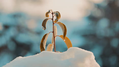 Cinematic-shot-of-Frozen-Brown-Leave-Plant-On-A-Cold-Winter-Morning-surrounded-by-snow-in-nature-during-a-sunrise-in-slow-motion