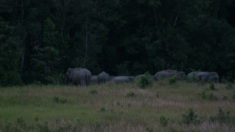 Gathered-together-outside-the-forest-and-then-they-started-going-to-the-right,-Indian-Elephant-Elephas-maximus-indicus,-Thailand