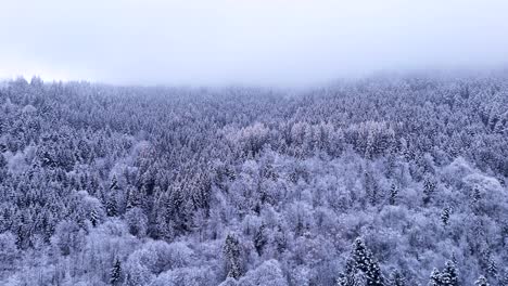 Aerial-slow-trucking-view-over-a-moody-winter-forest-covered-in-snow-with-thick-cloud-hiding-mountain-tops-4K