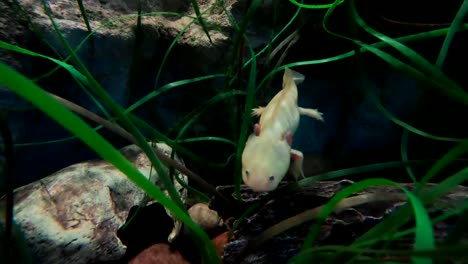 Curious-And-Adorable-Axolotl-Swimming-Towards-A-Visitor-At-The-San-Diego-Zoo